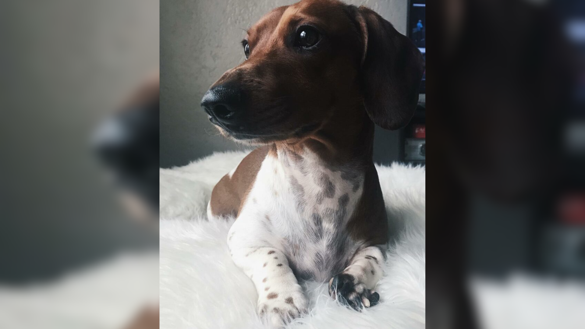 dachshund dog
