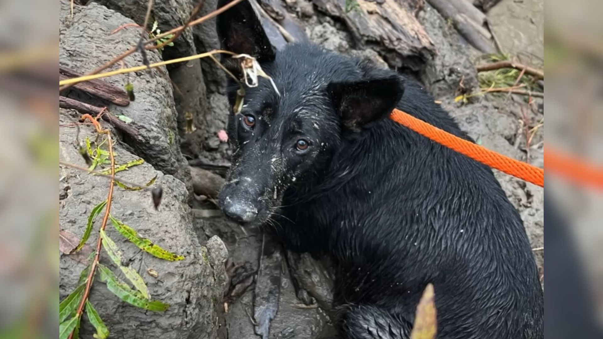 abandoned black dog