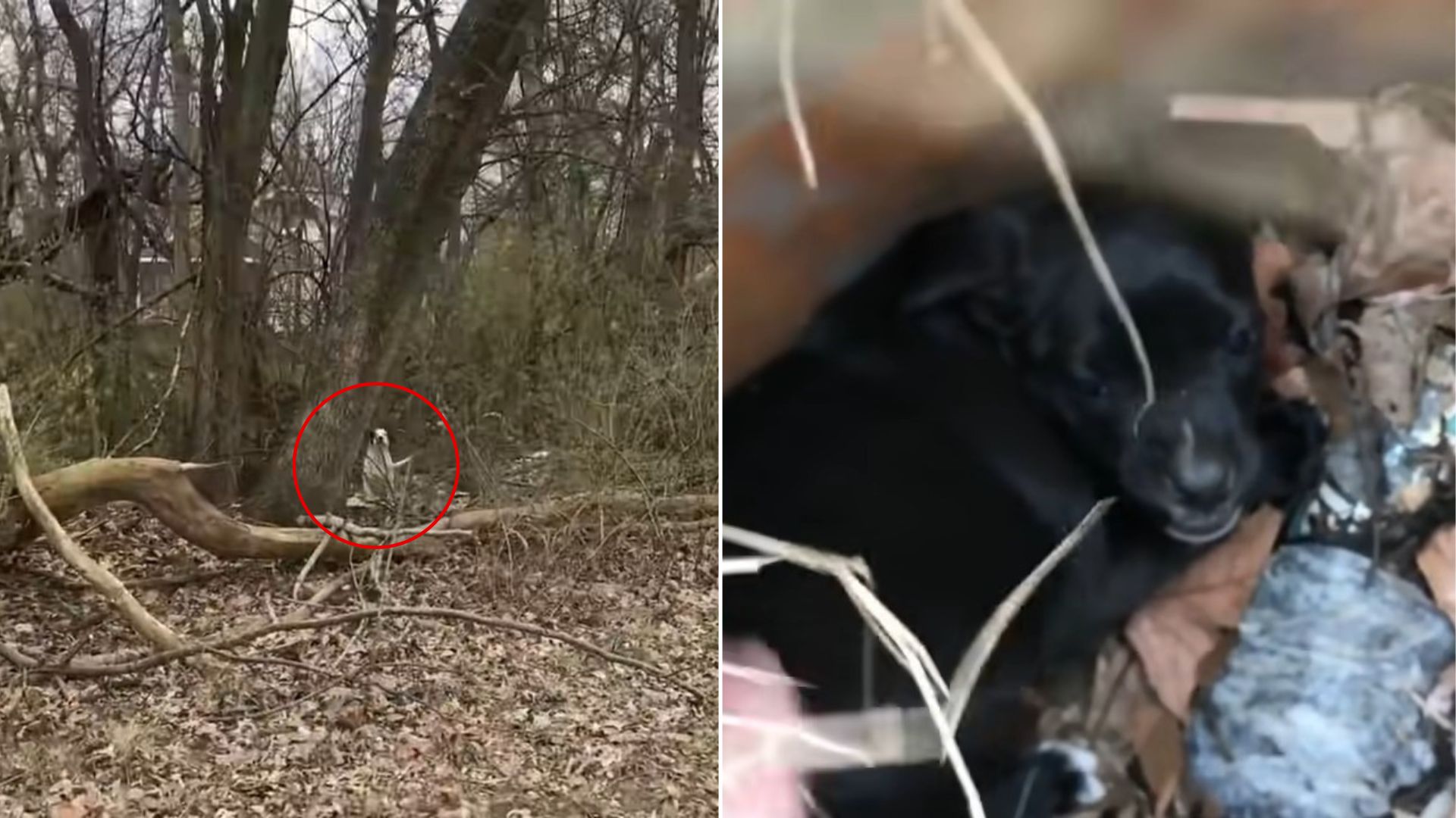 dog in forest