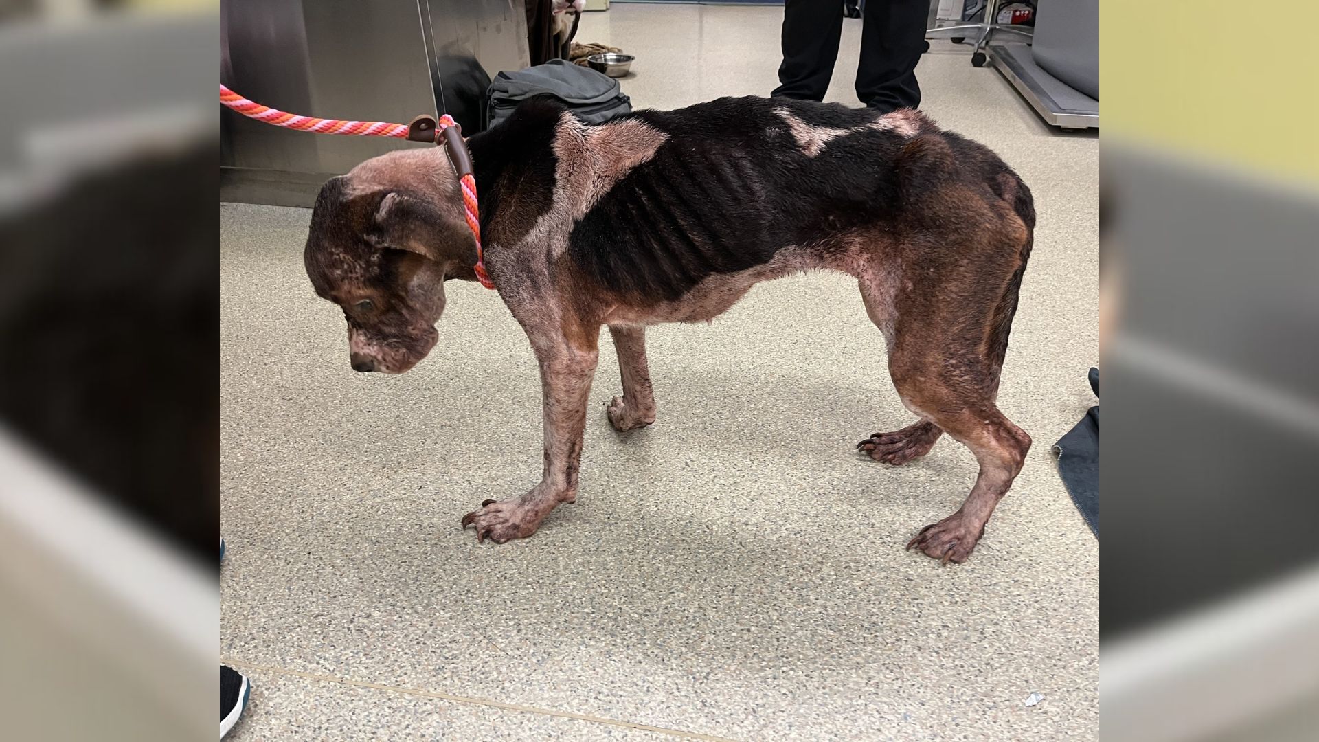 very skinny dog