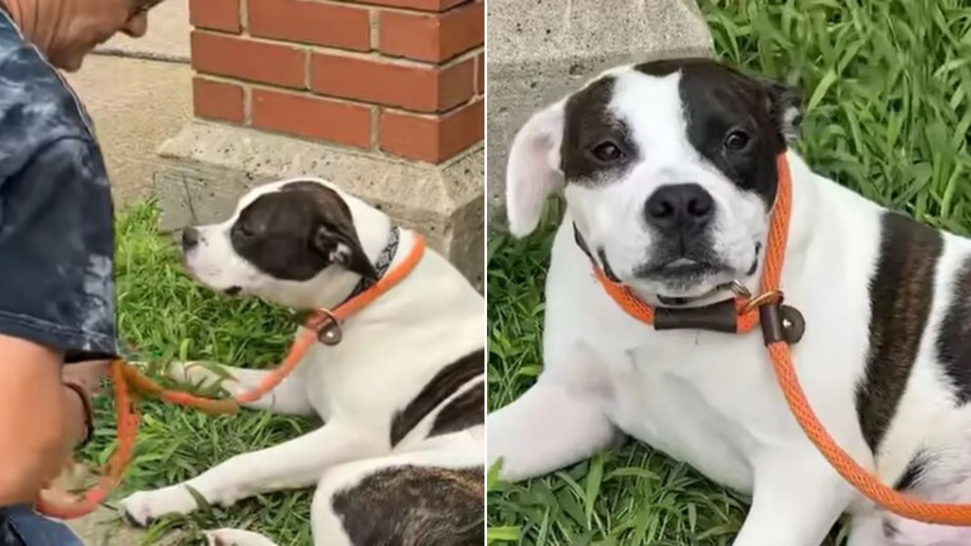 sweet dog laying down