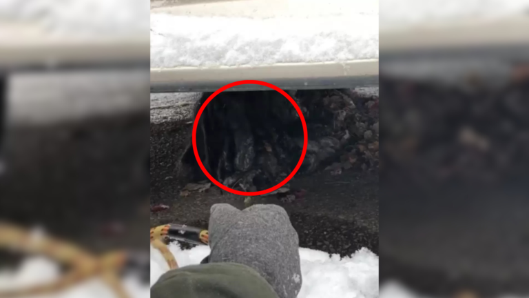 dog hiding under car