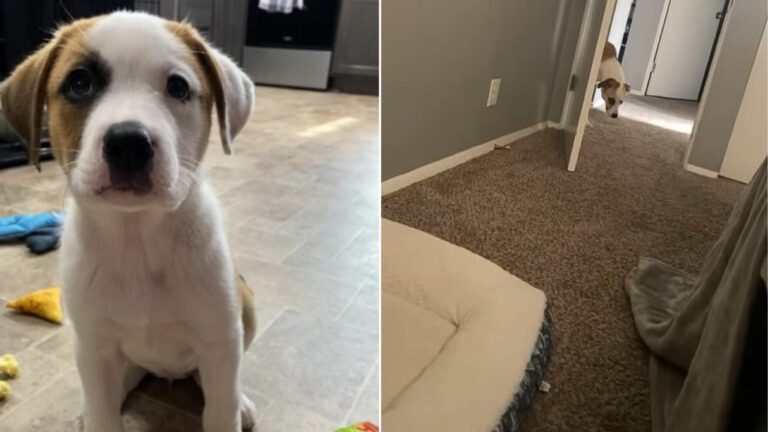 tiny puppy in house