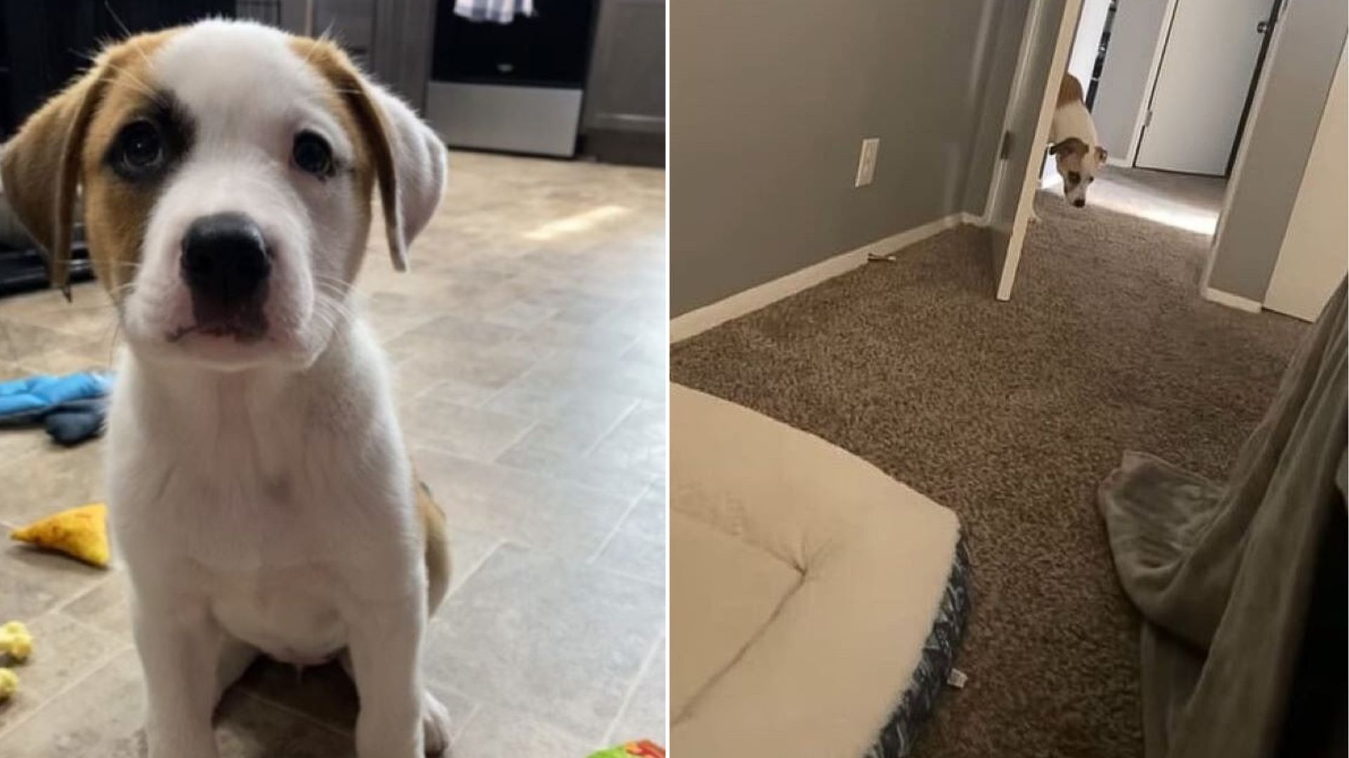 tiny puppy in house