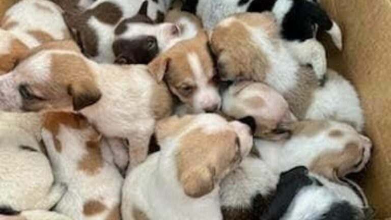 puppies in box