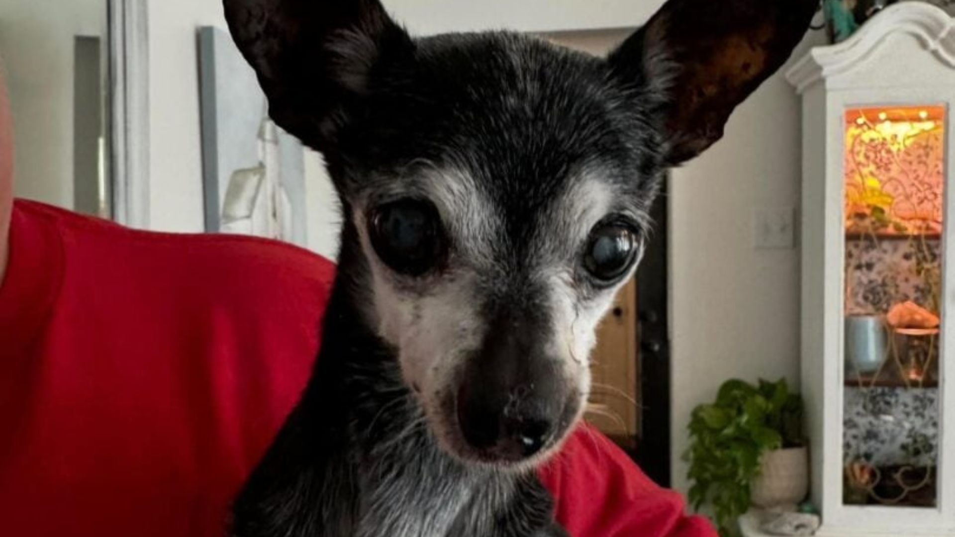 tiny old dog