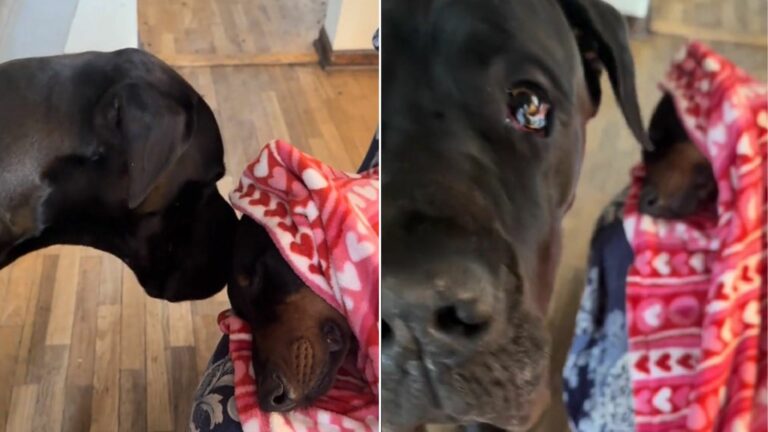 sweet Great Dane