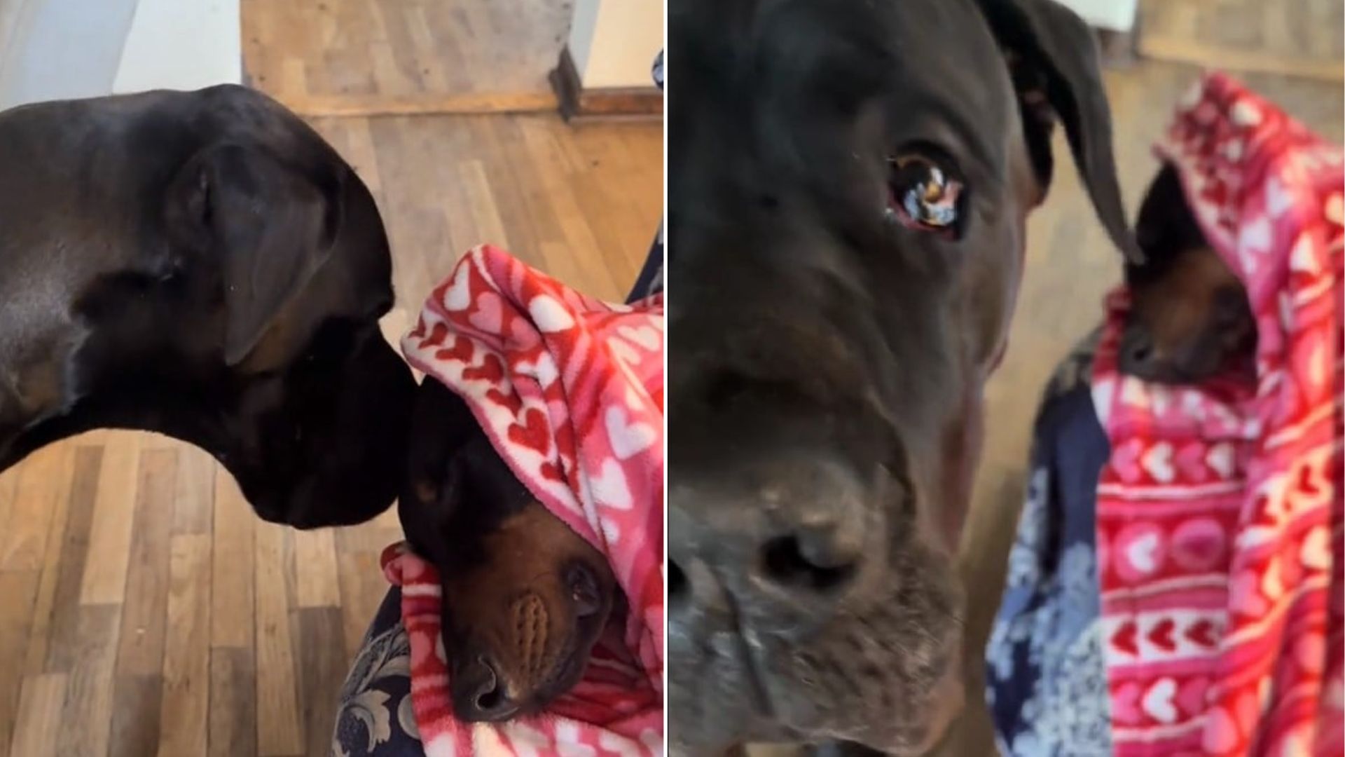 sweet Great Dane