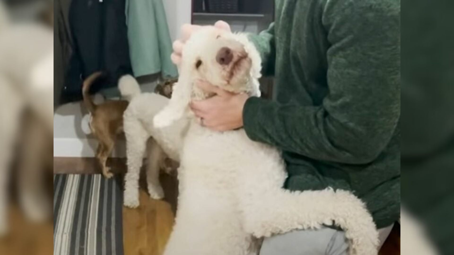 white poodle