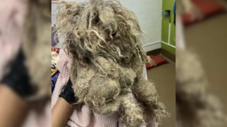 dog with matted fur