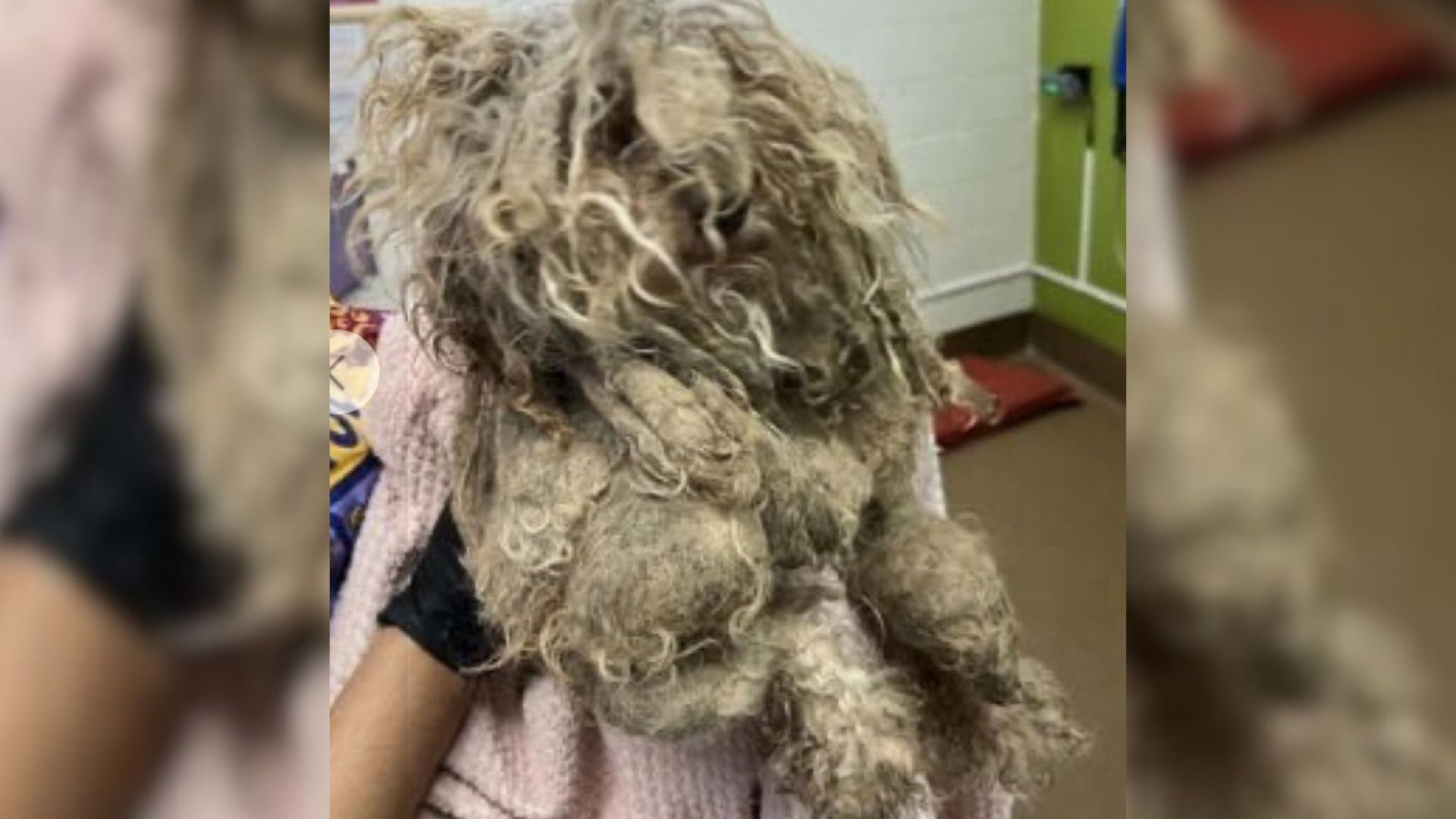 dog with matted fur