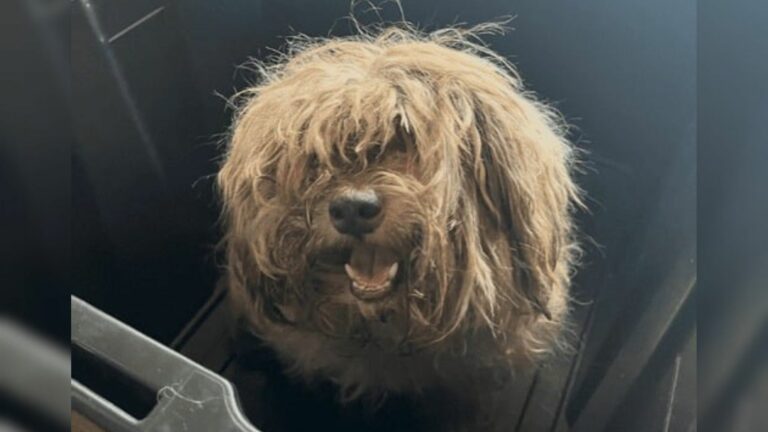 senior brown dog