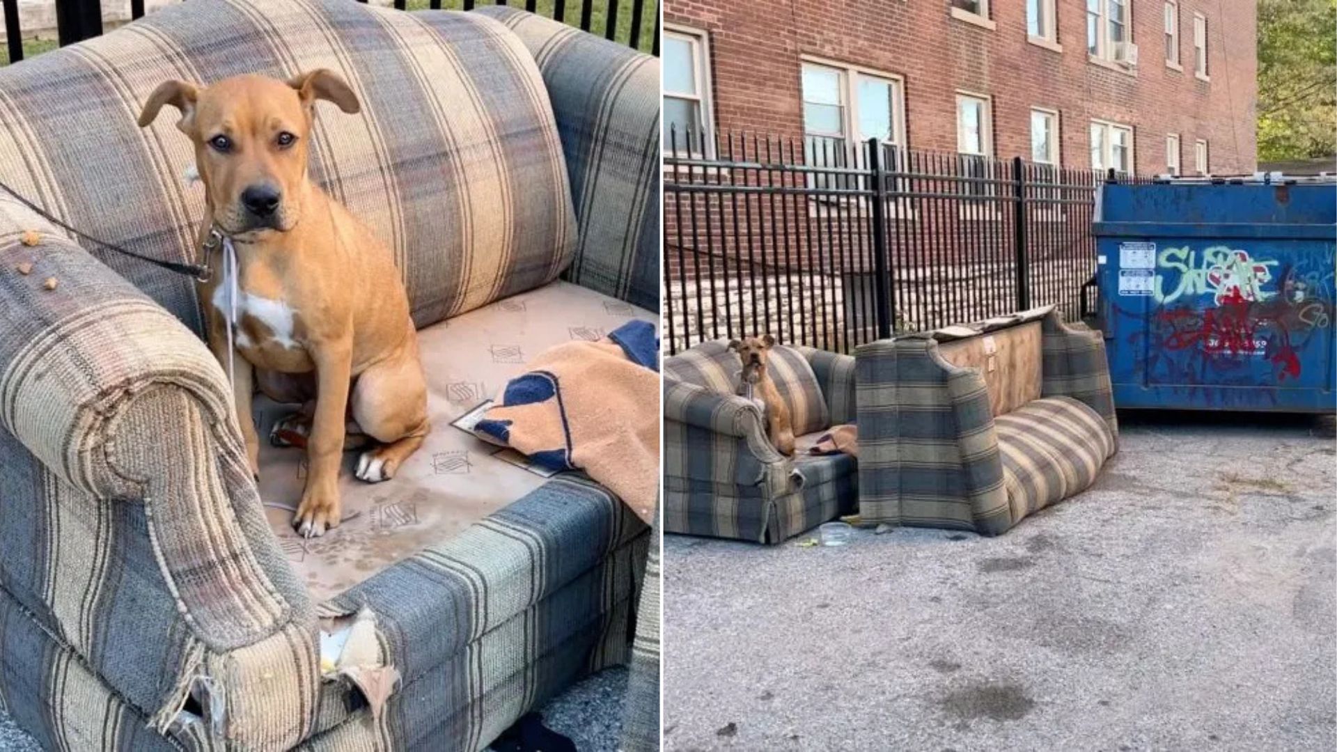 dog sitting on couch