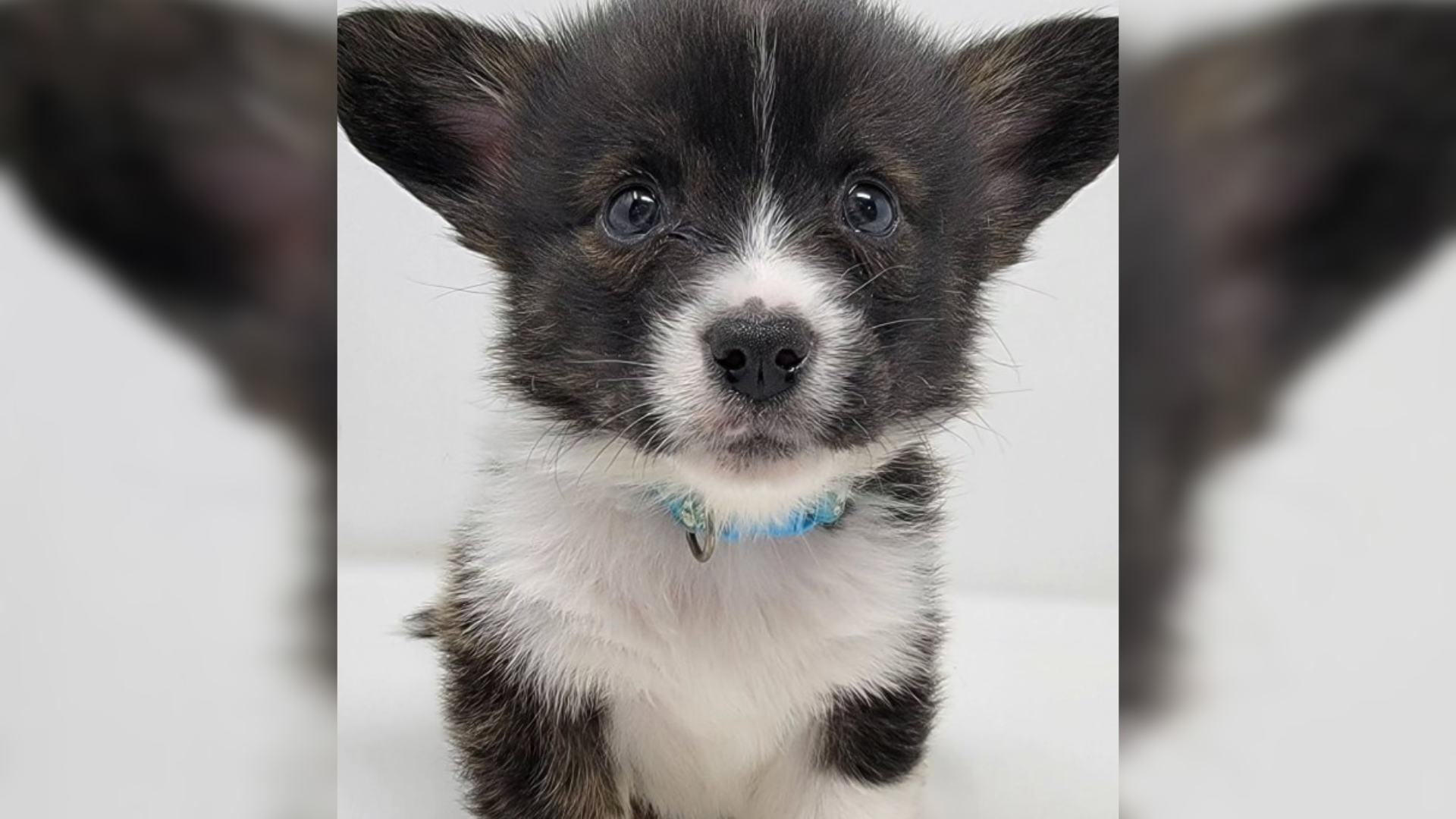 cute puppy