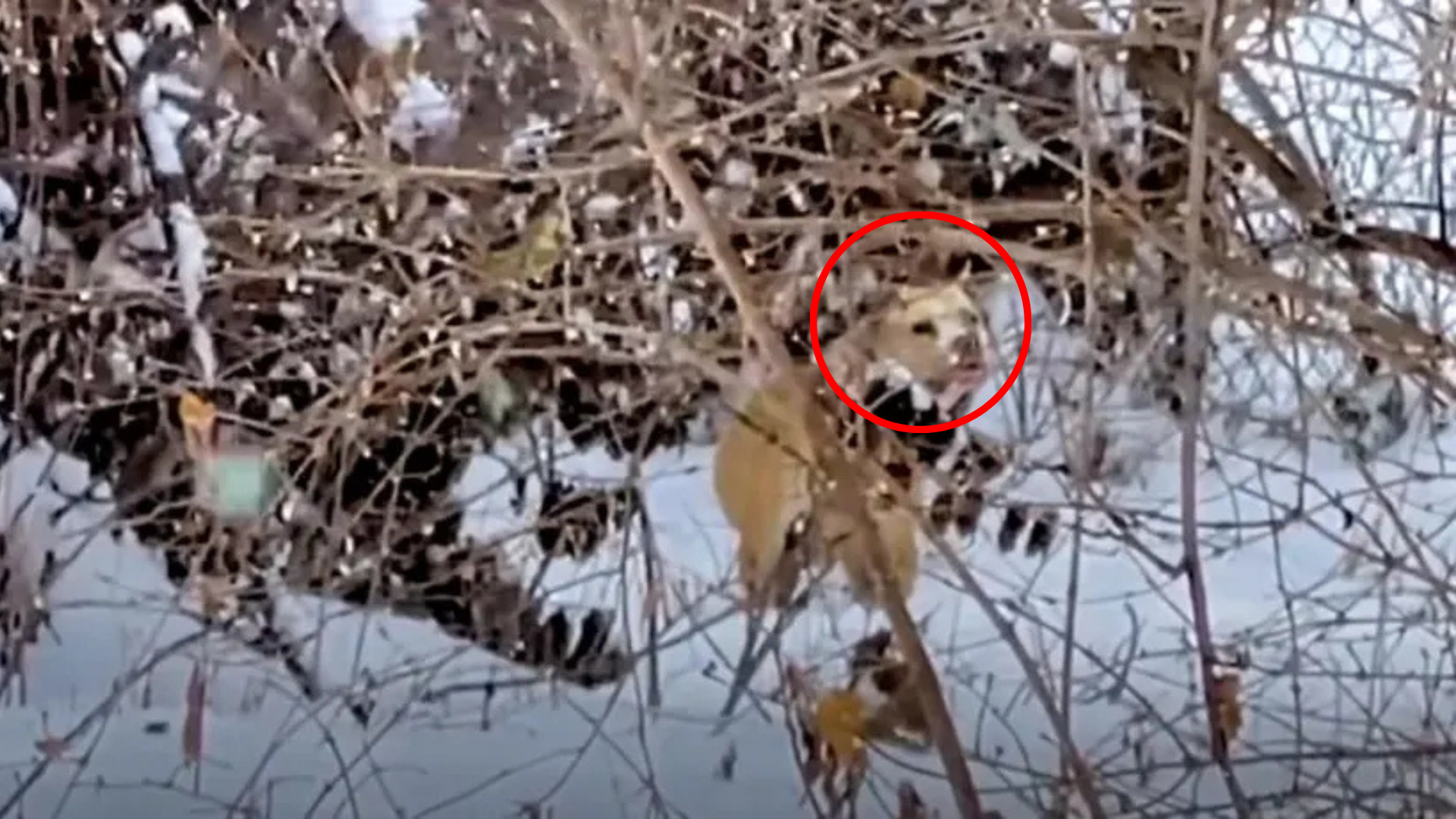 dog in snow