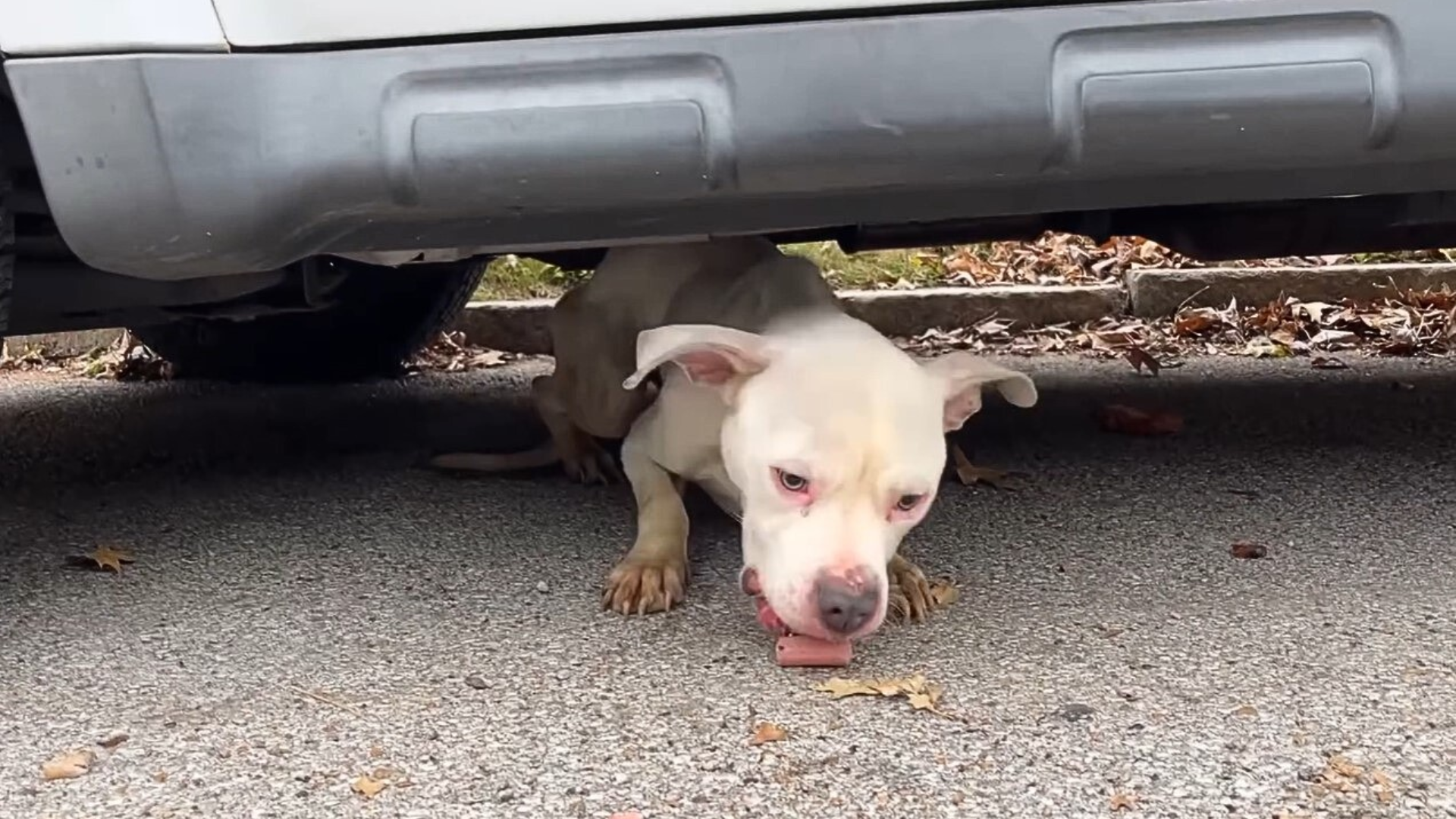 dog eating under car