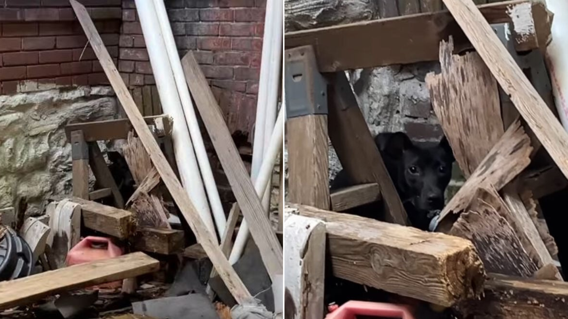 dog hiding in rubble