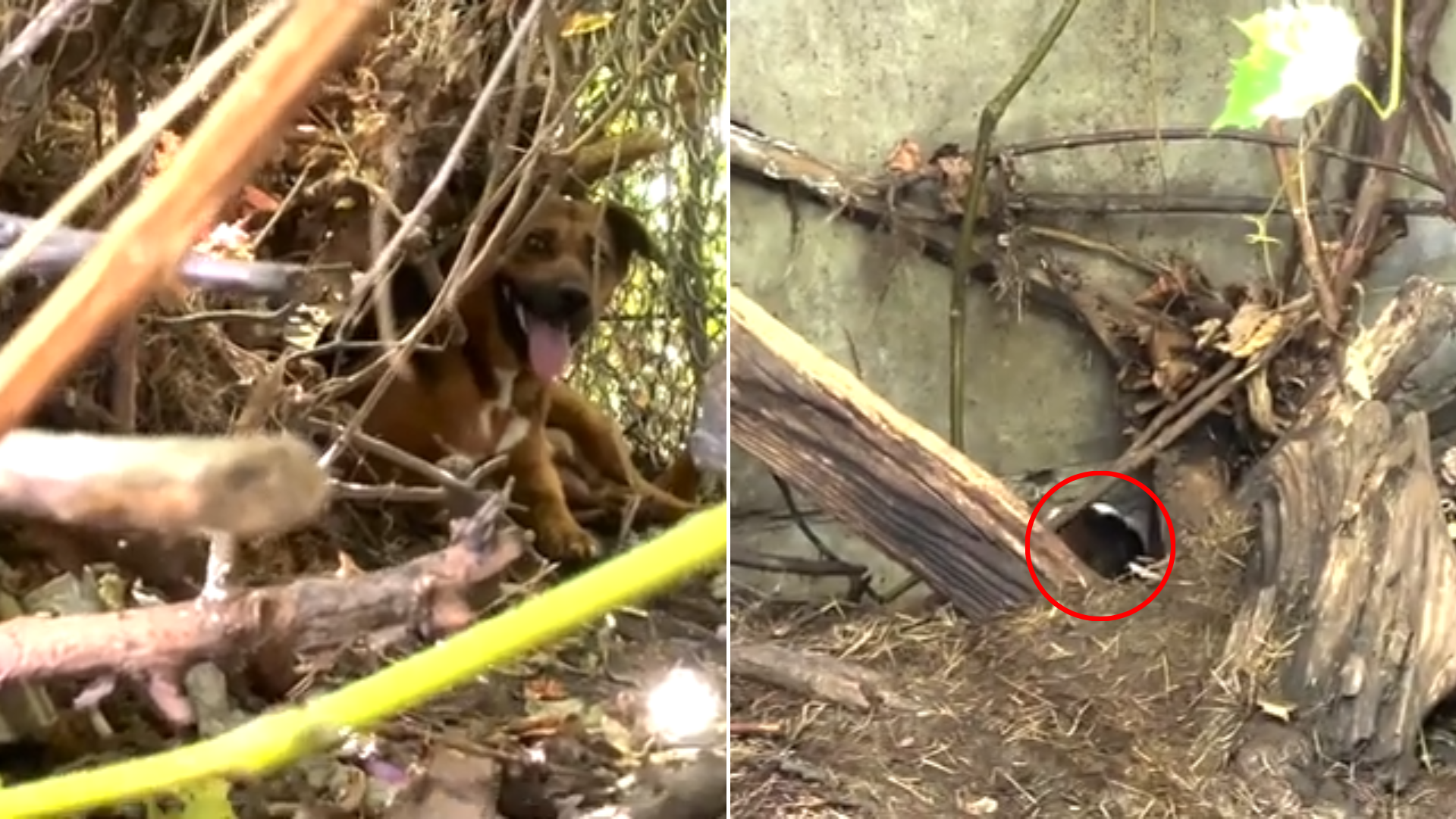 dogs hiding in brush