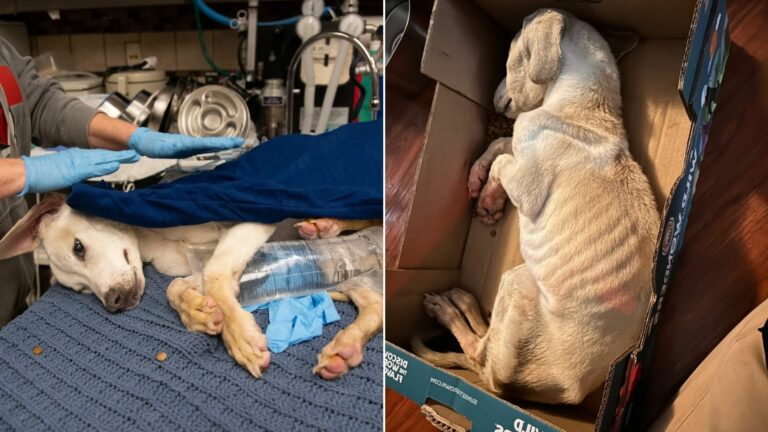 fragile dog