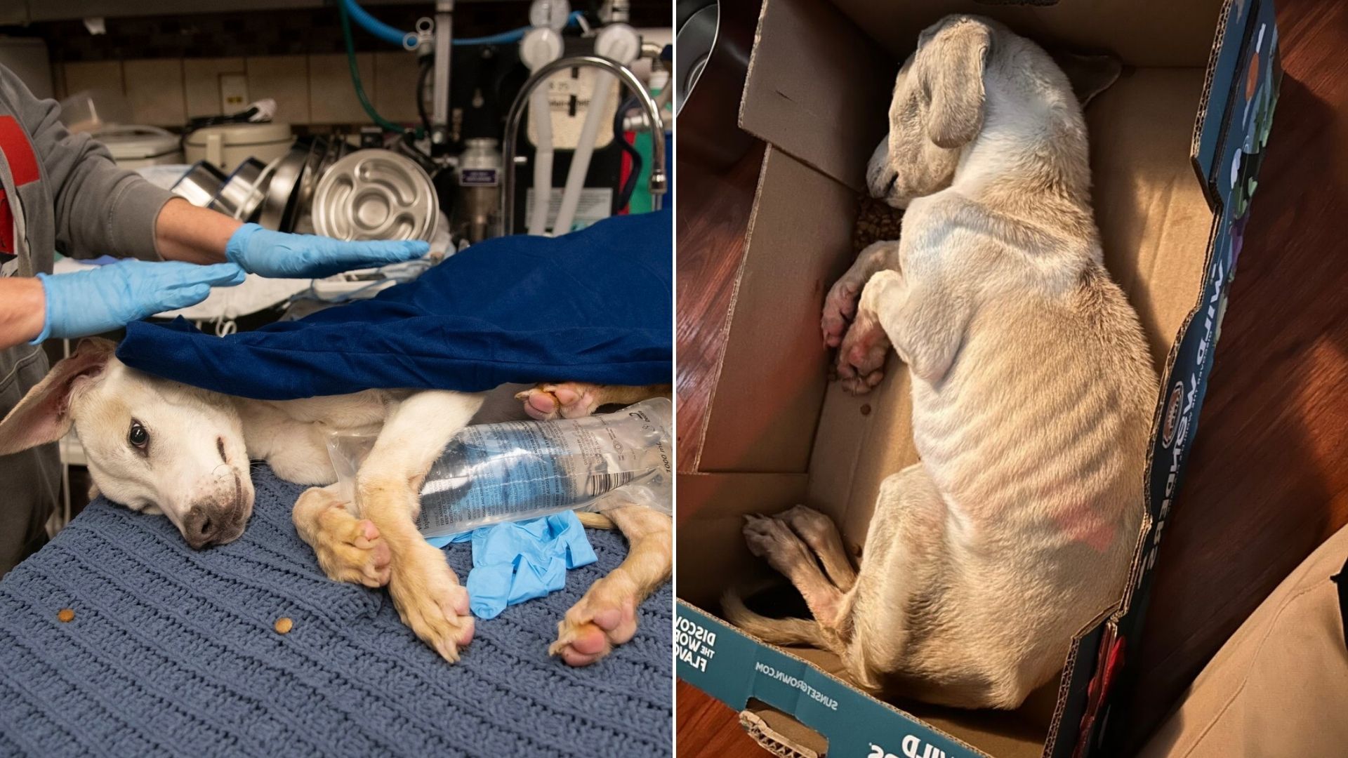 fragile dog