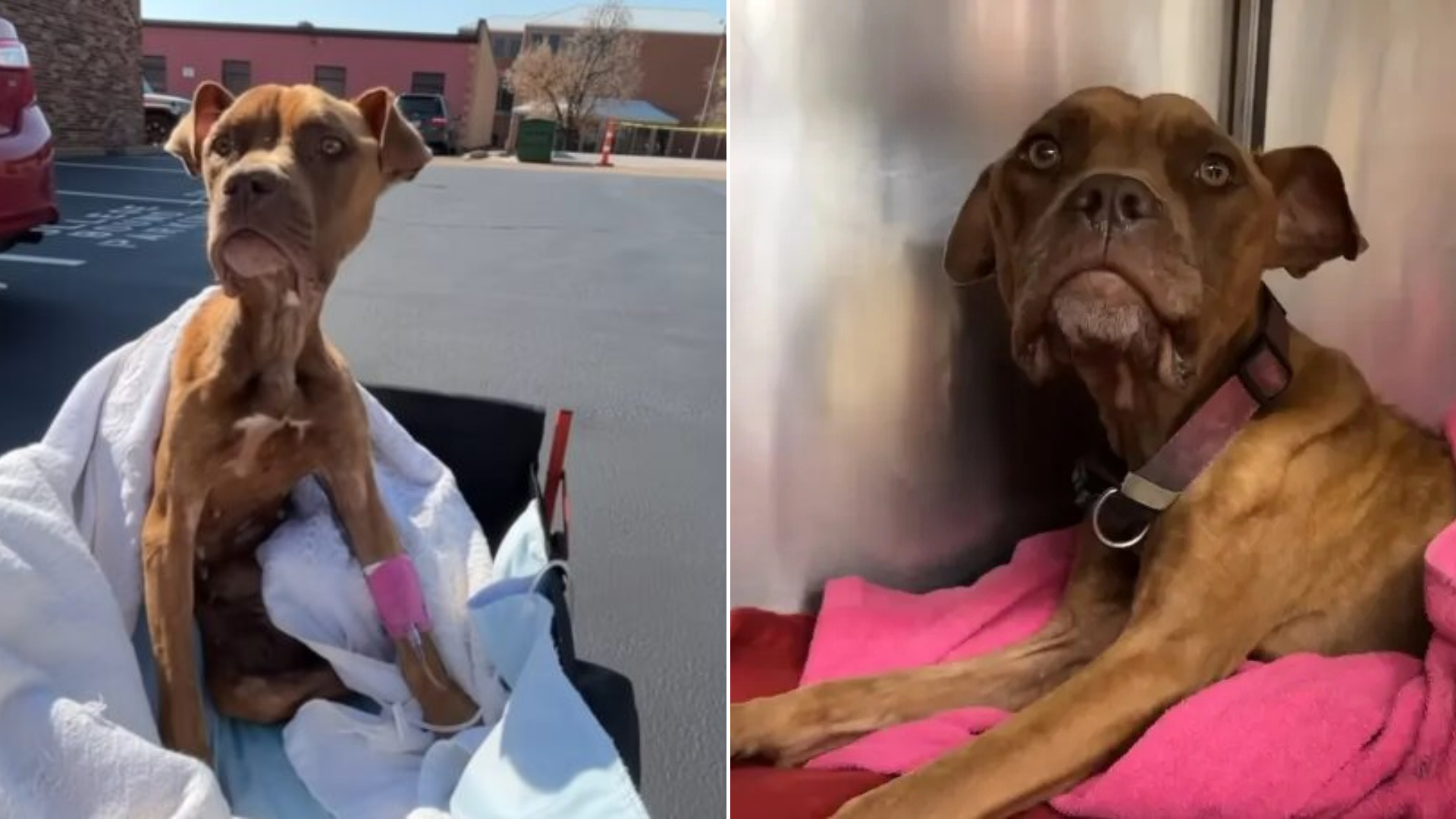 emaciated dog