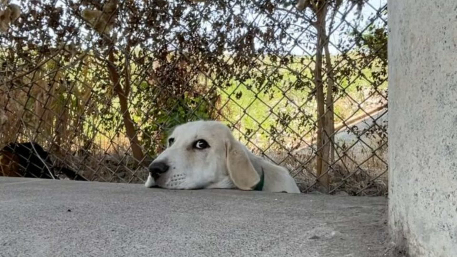 dog with head on concrete