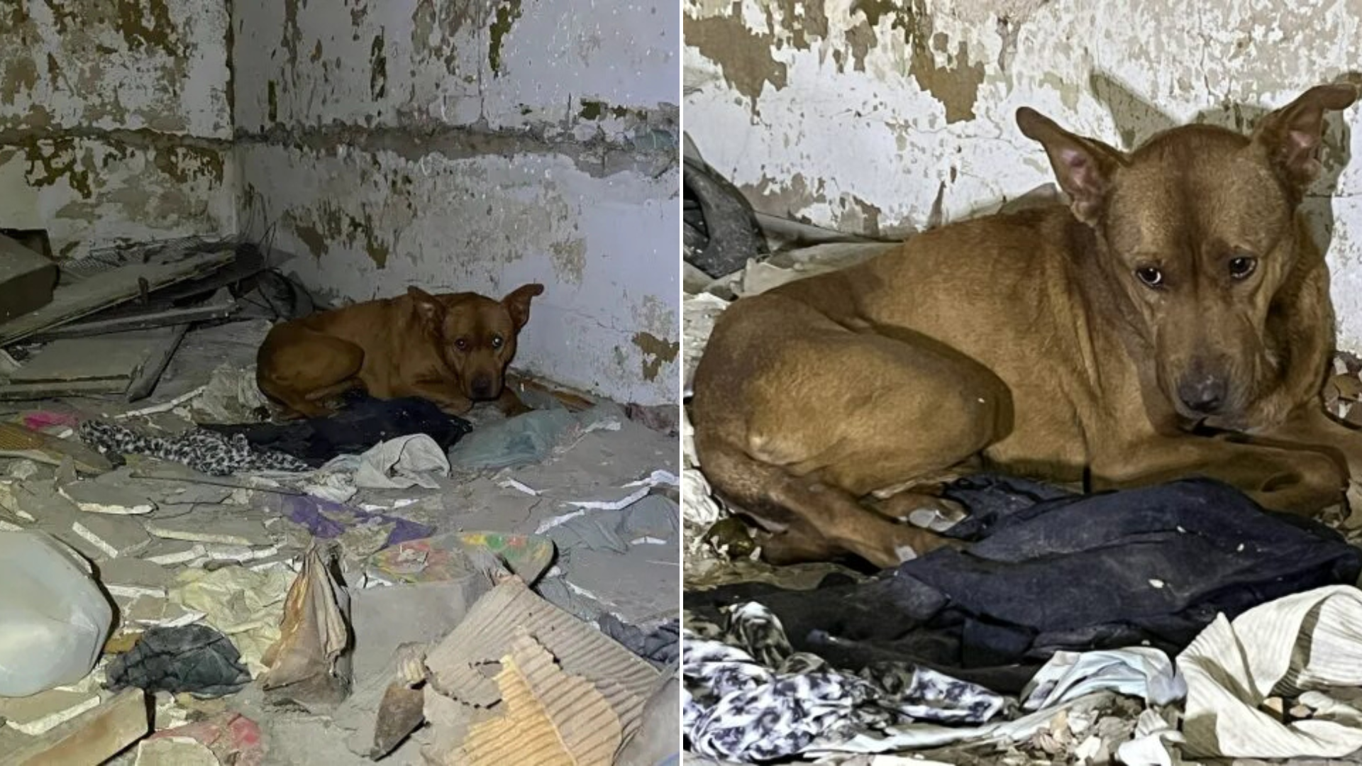 dog in abandoned building