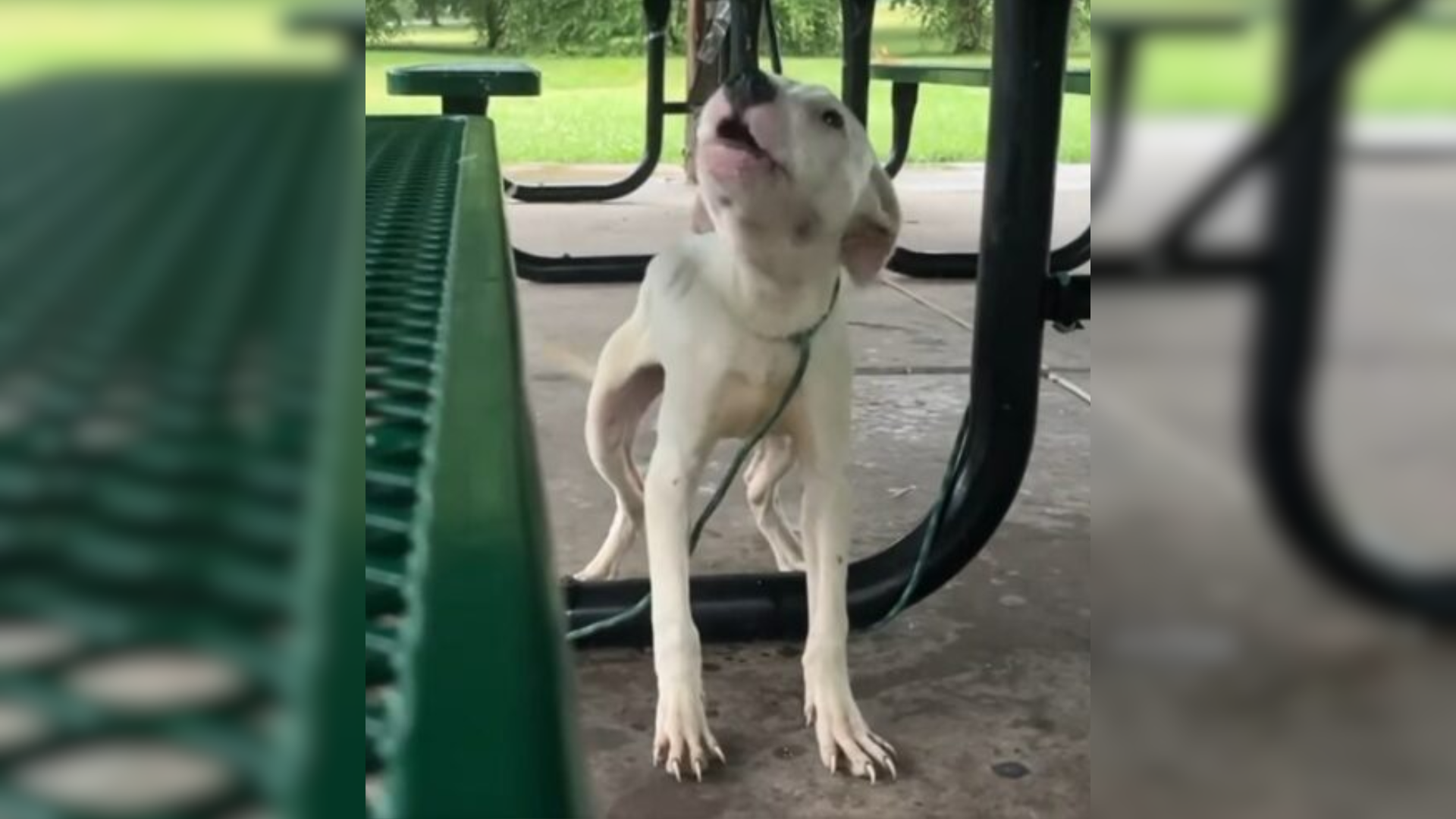 dog at park