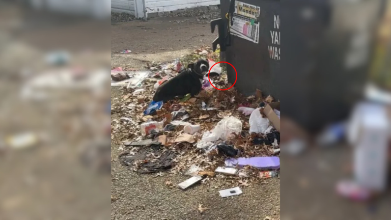 dog near dumpster