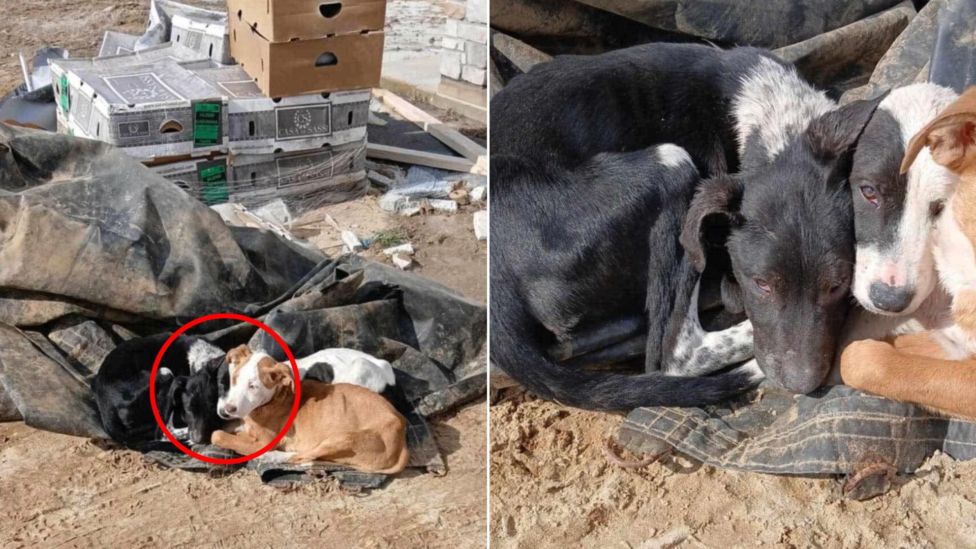 abandoned dogs