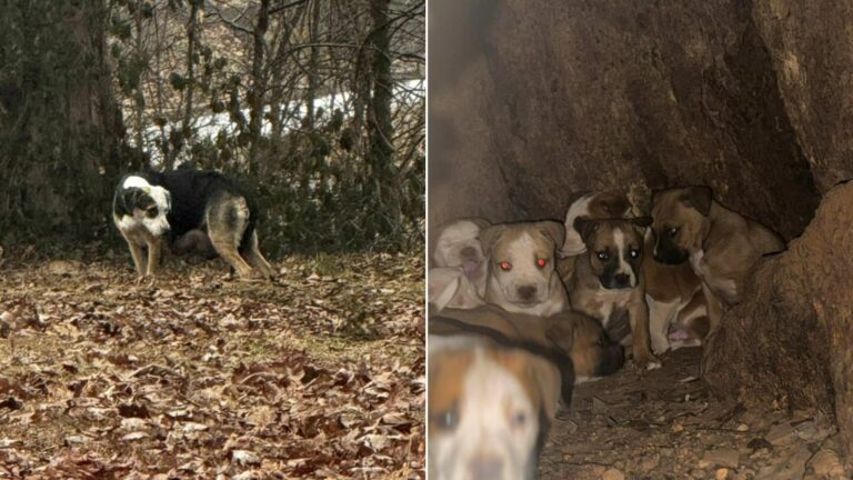 abandoned animals