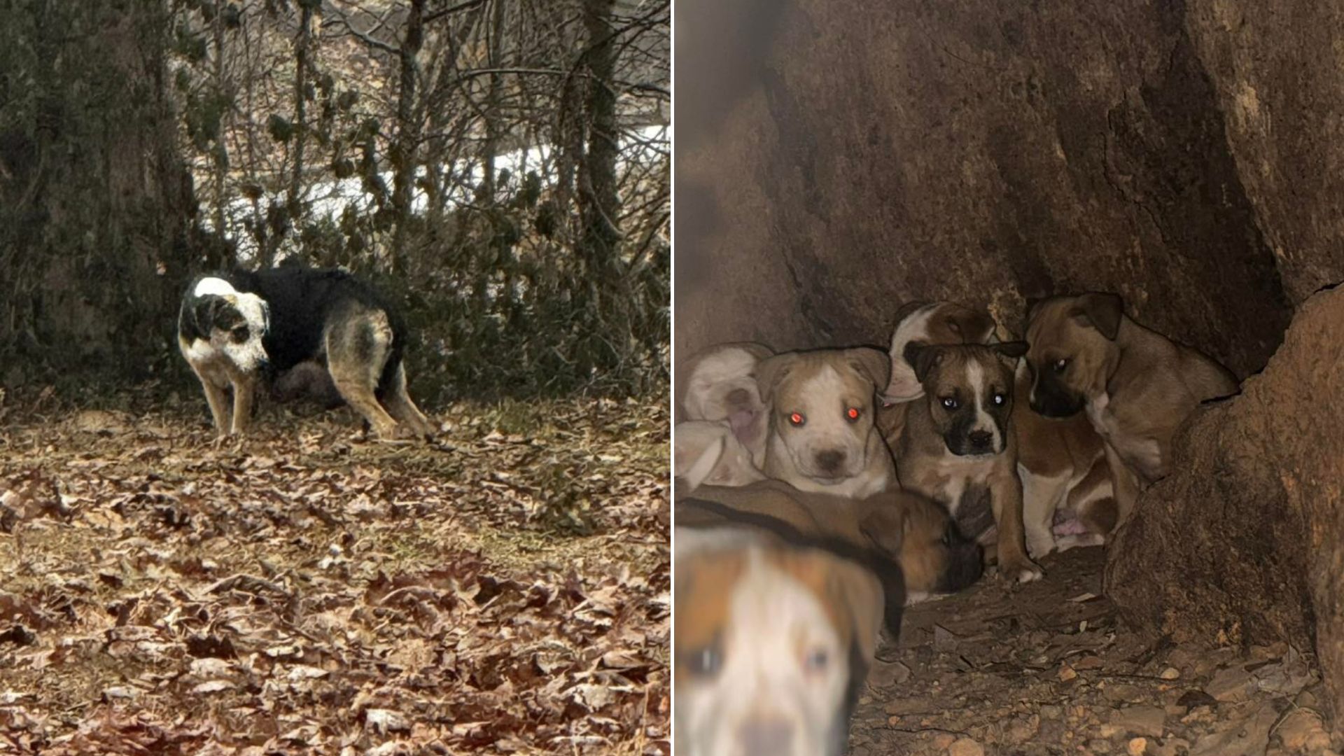 abandoned animals