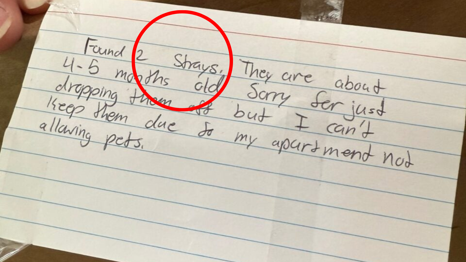 stray cat note