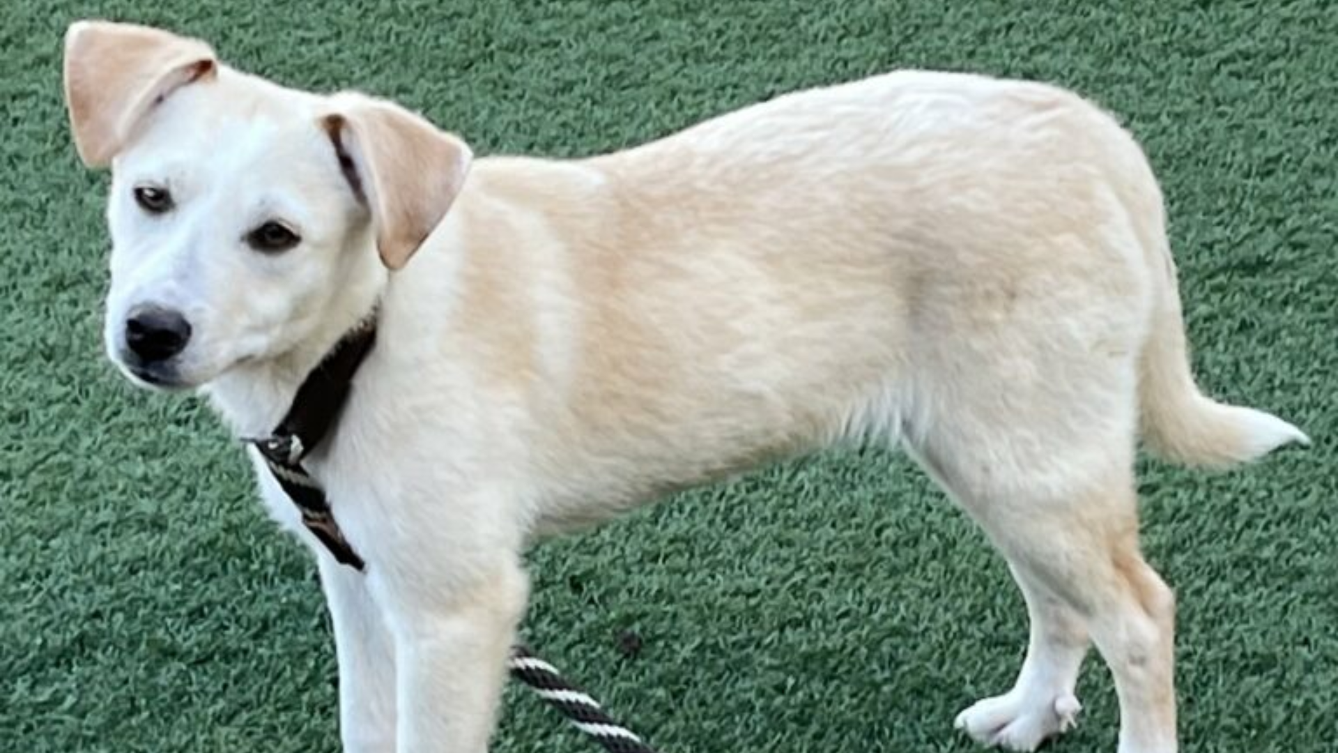 white dog