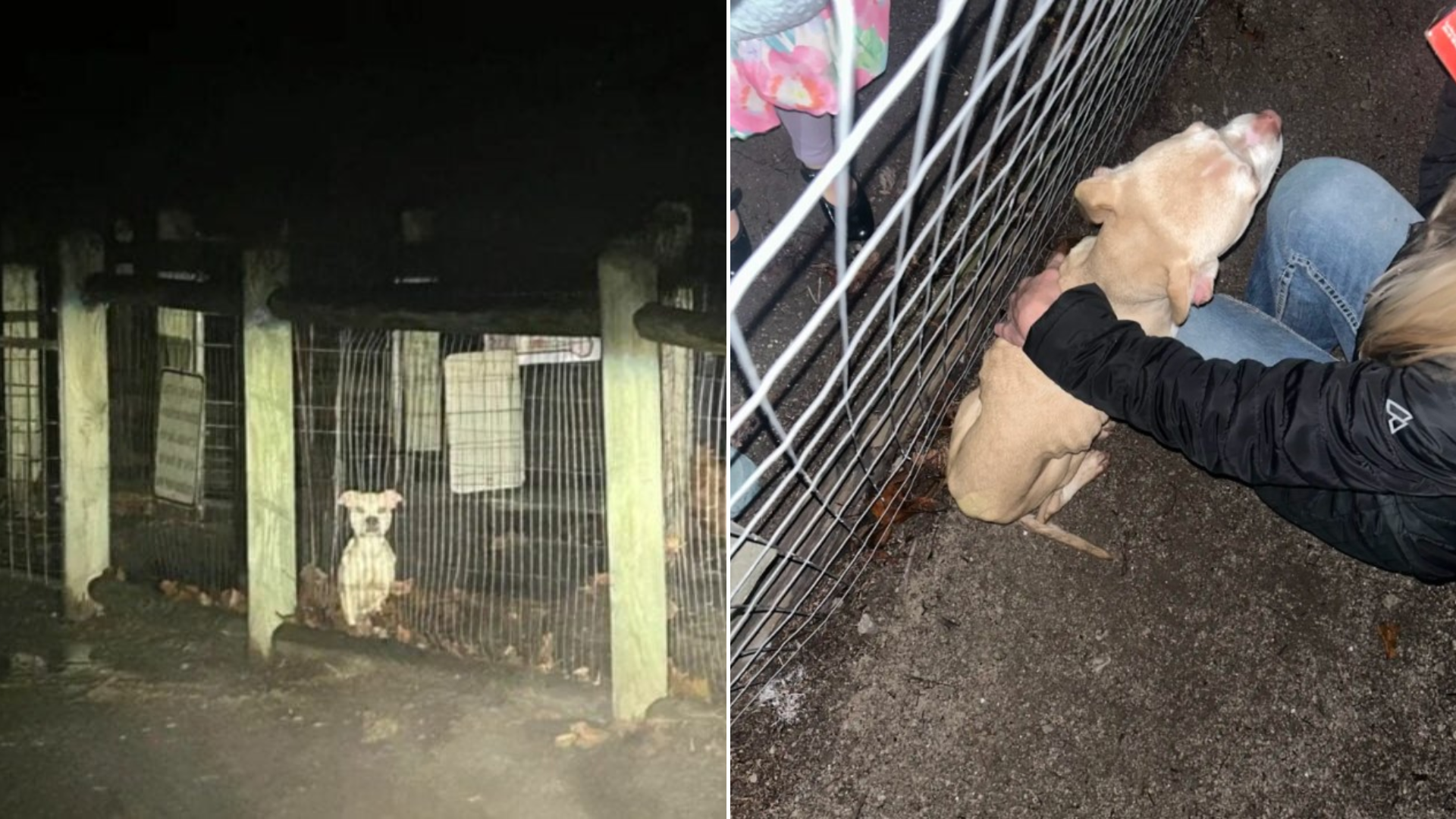 puppy behind fence