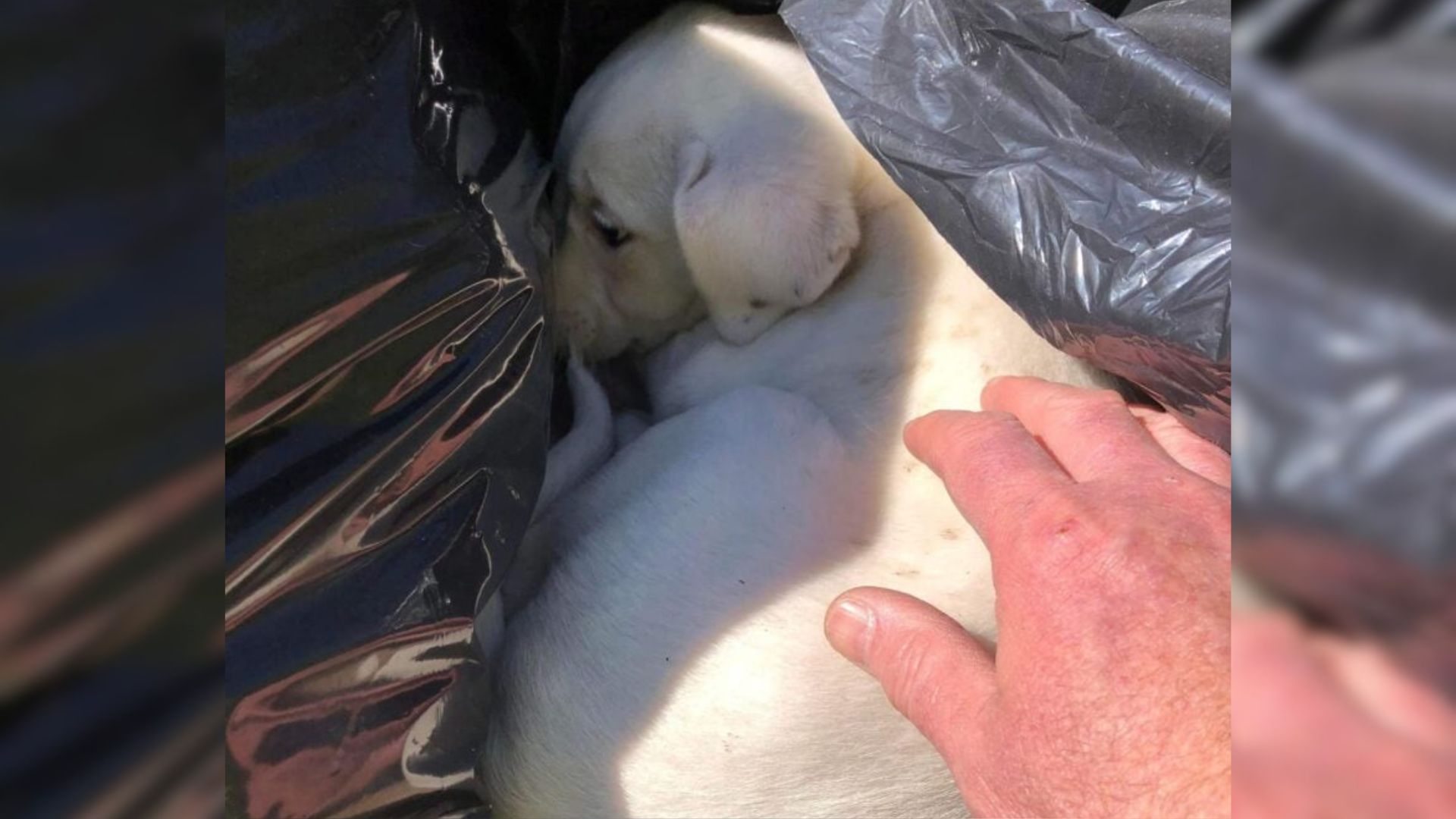 abandoned white puppy