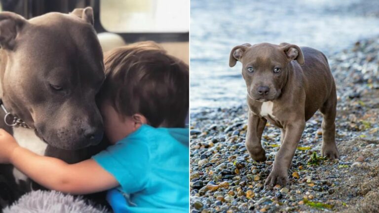 kid and Pit Bull