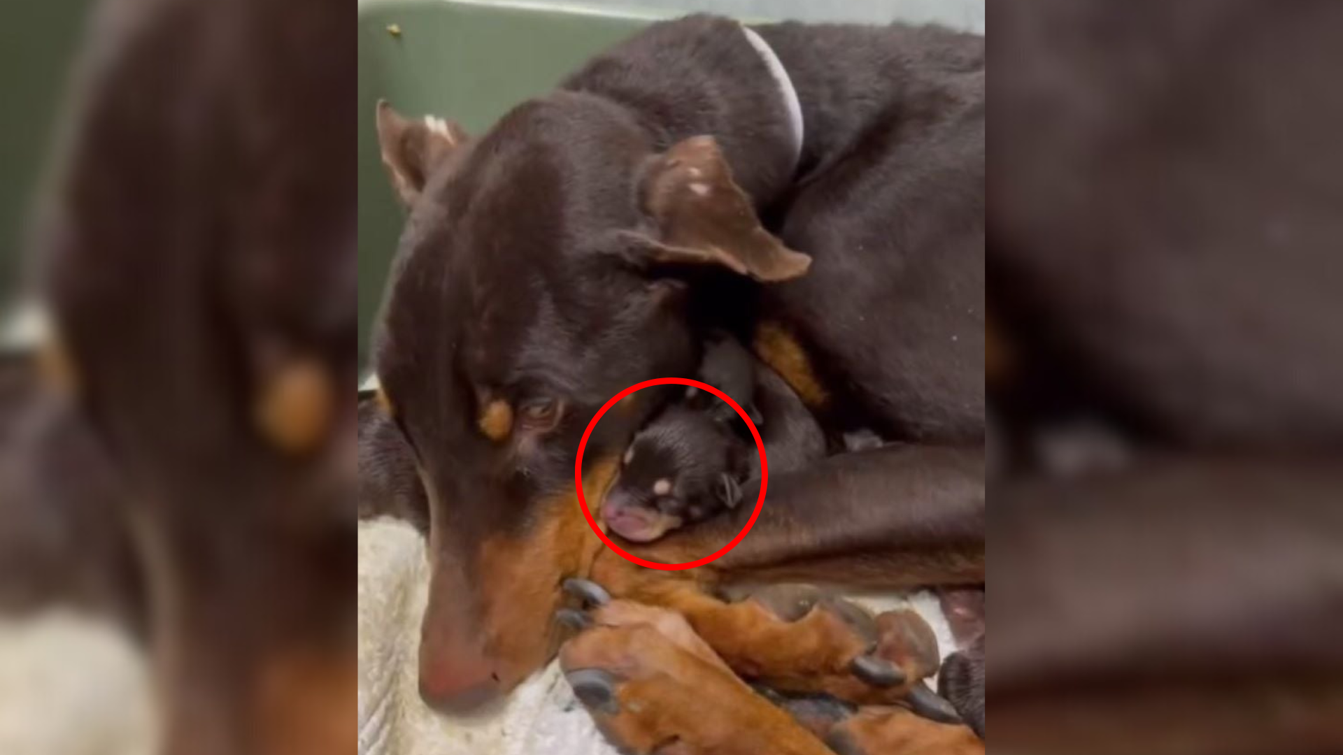 mother dog with tiny puppy