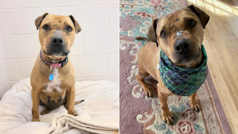 dog before and after shelter
