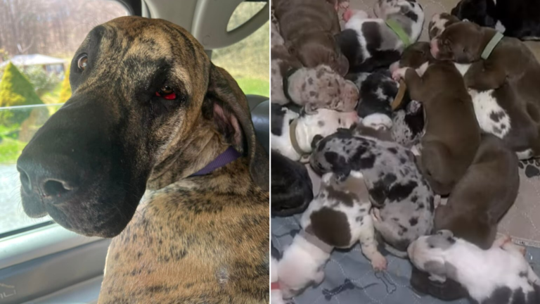 great dane mom with puppies