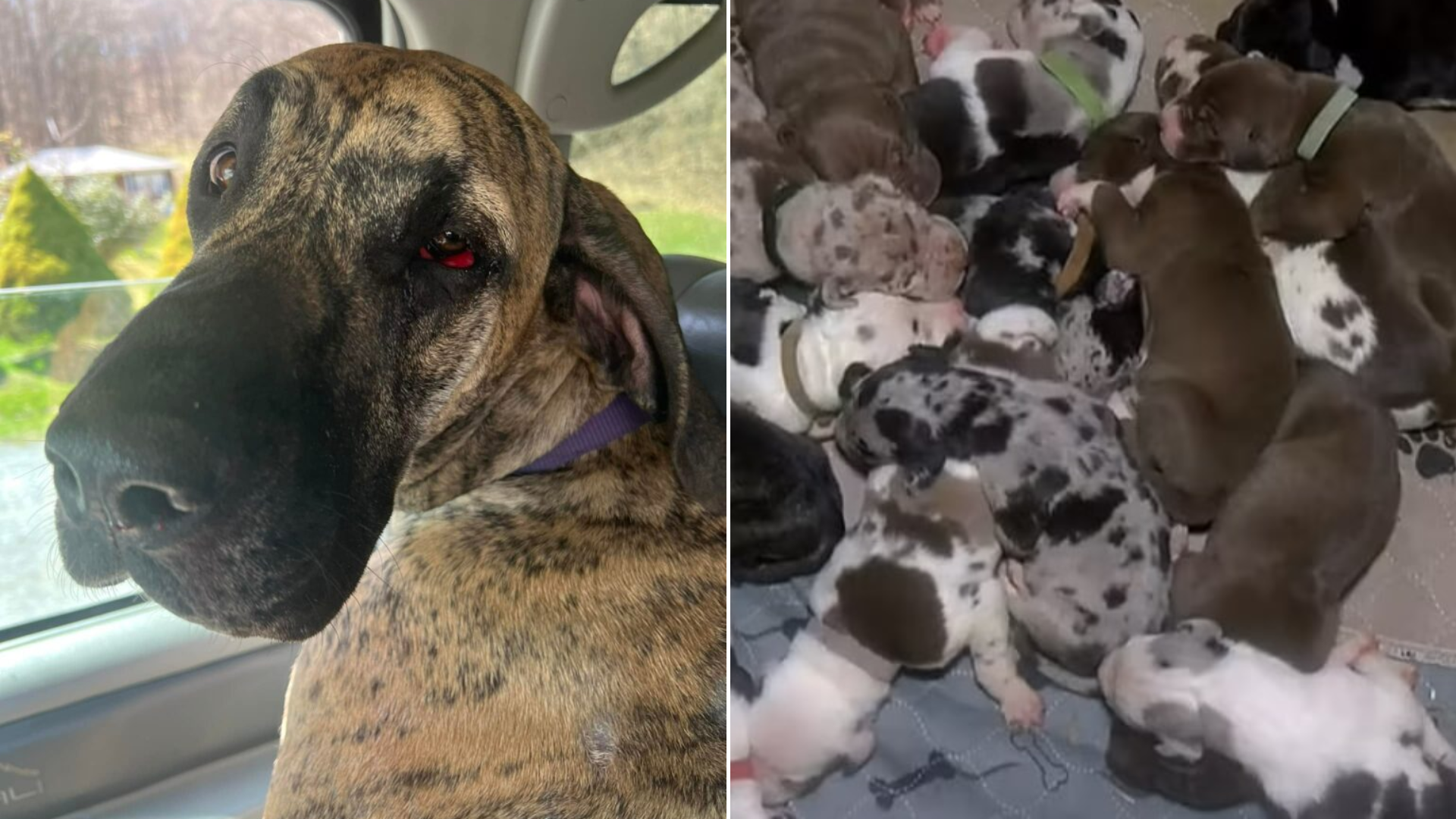 great dane mom with puppies