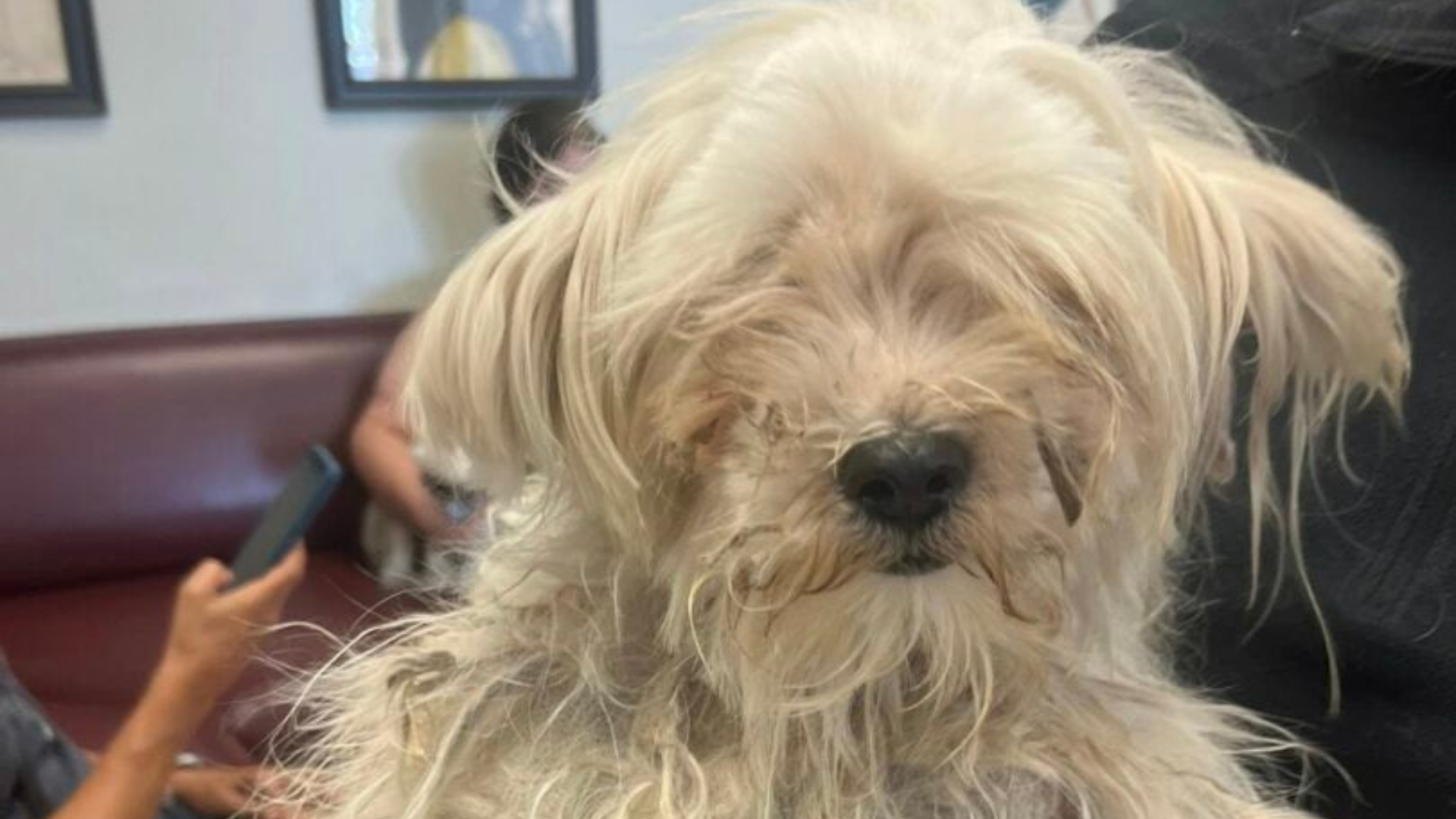 dog with overgrown fur