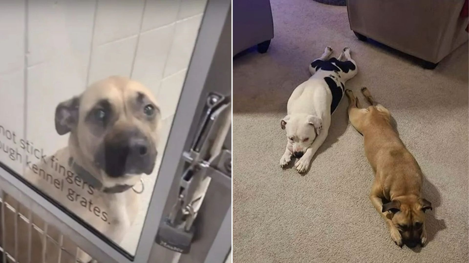 Nebraska Family Finds Their Missing Dog At A Shelter Only To Face A Devastating Twist