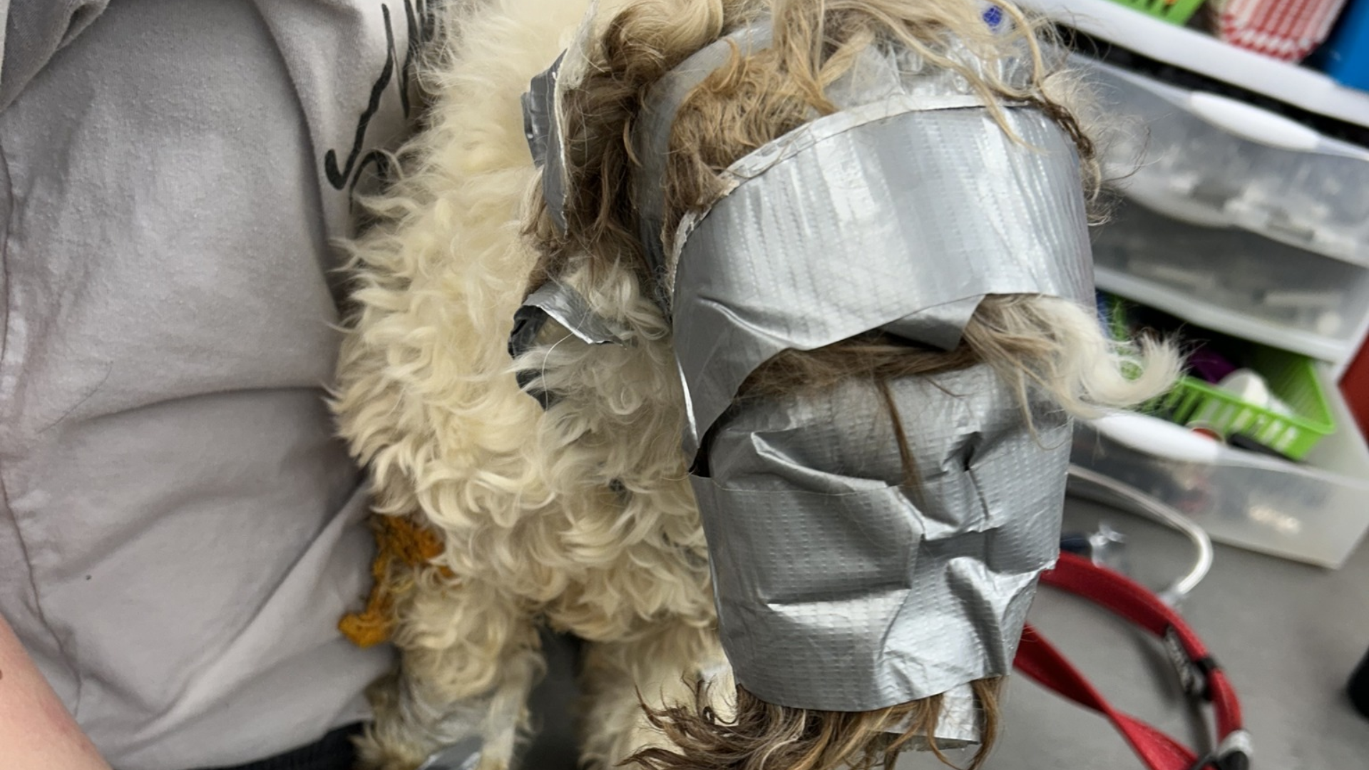 dog wrapped in duct tape