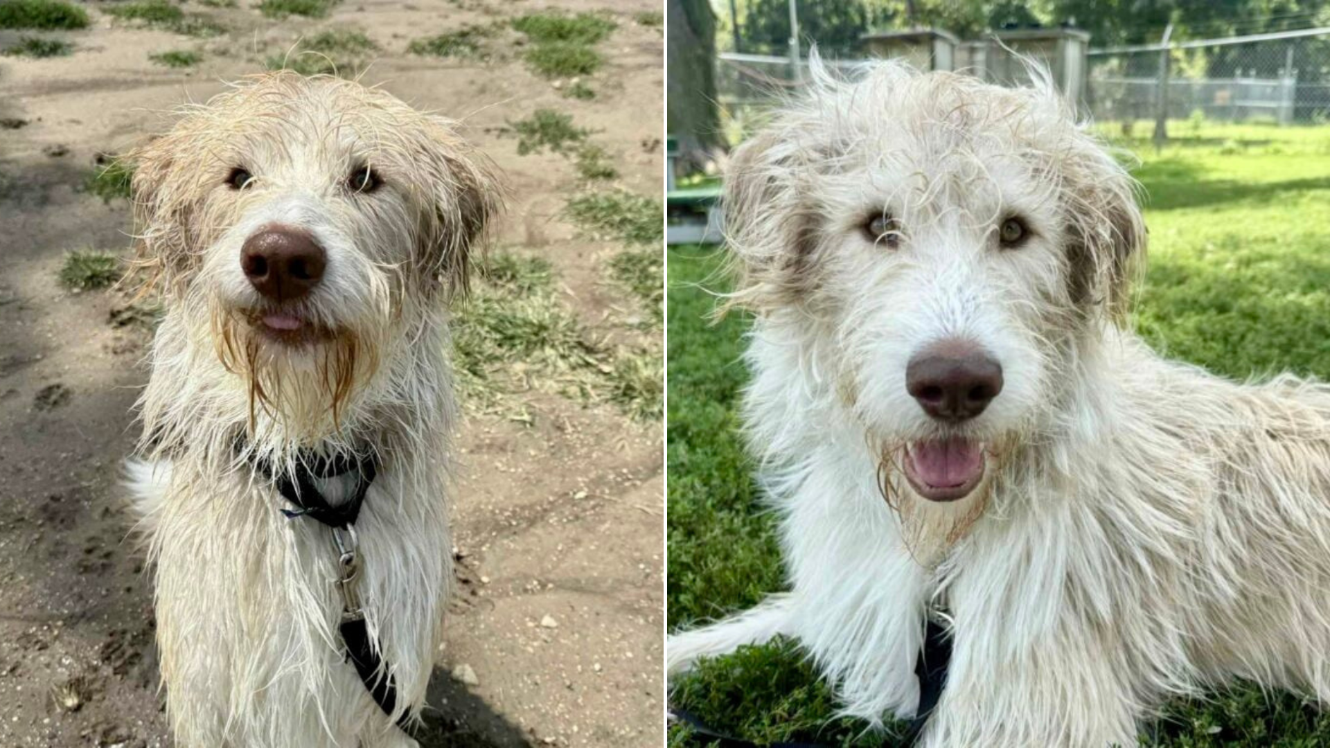 fluffy white dog