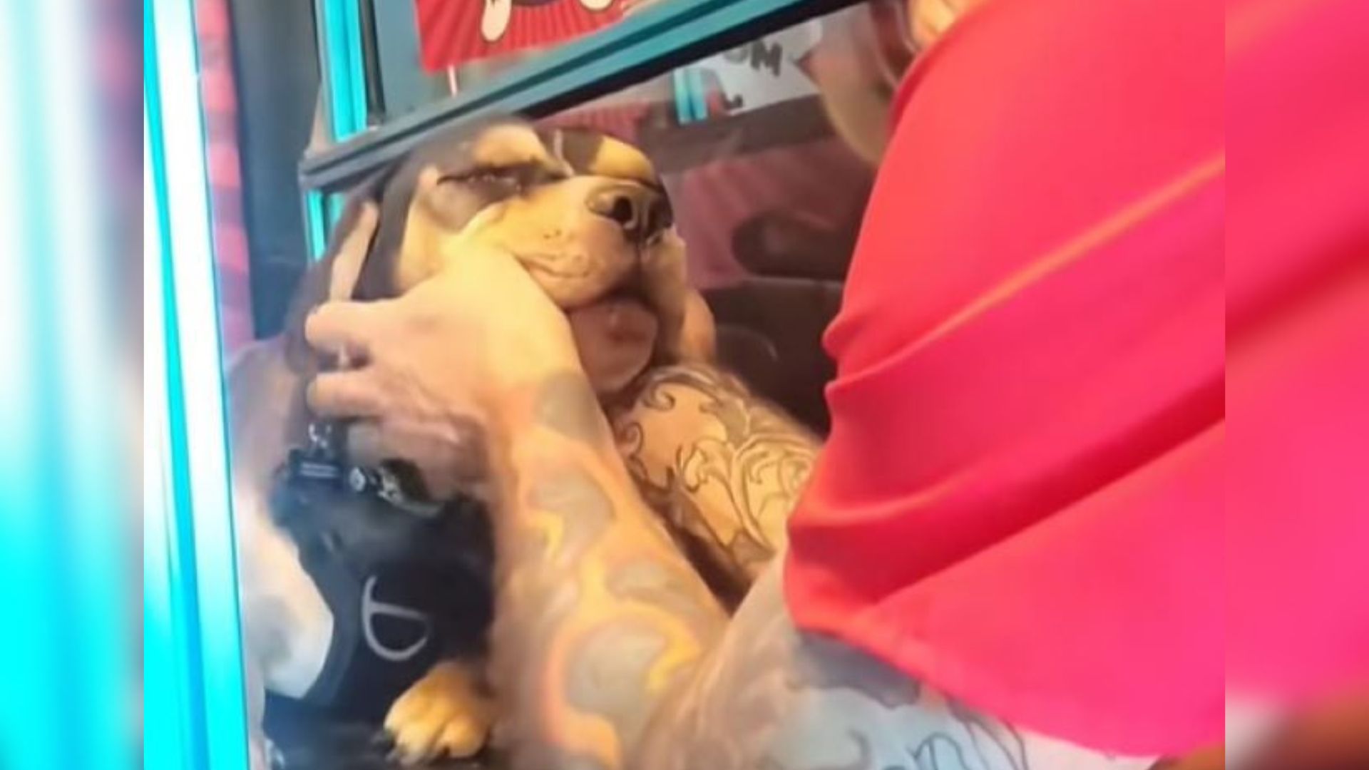 blind senior dog