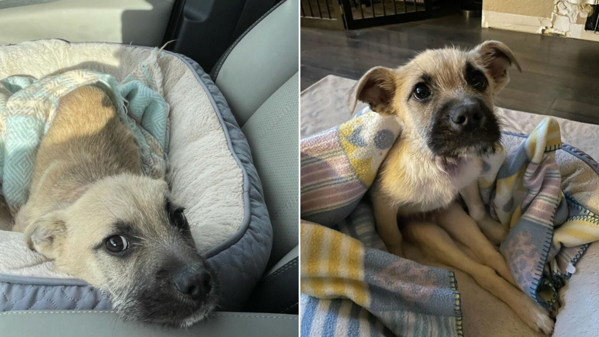 paralyzed dog