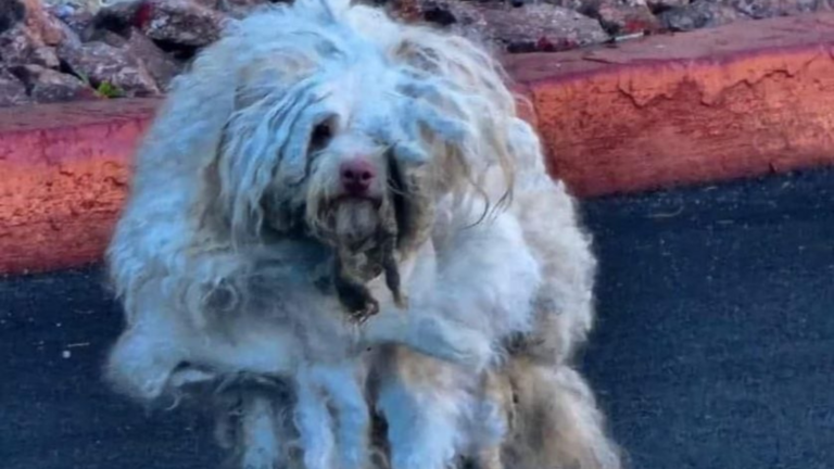 very matted dog
