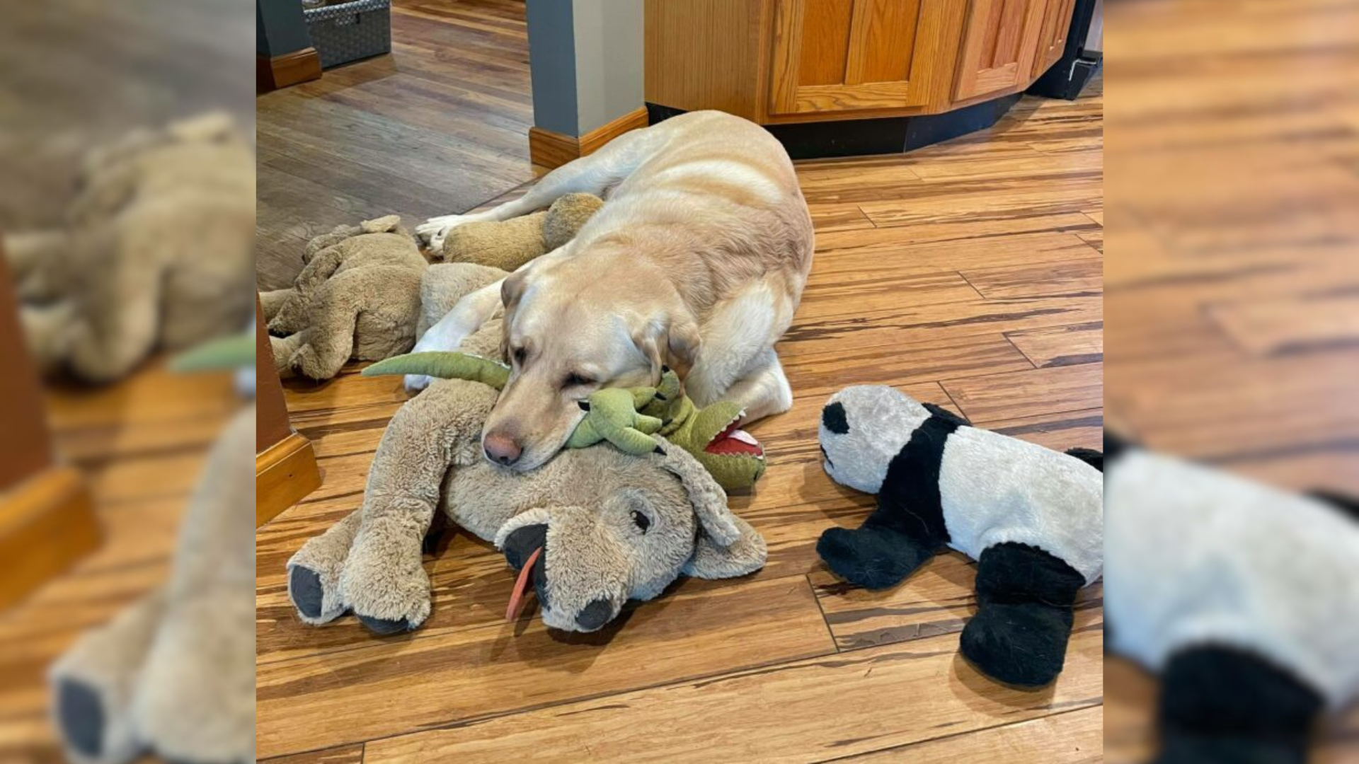 dog with toys