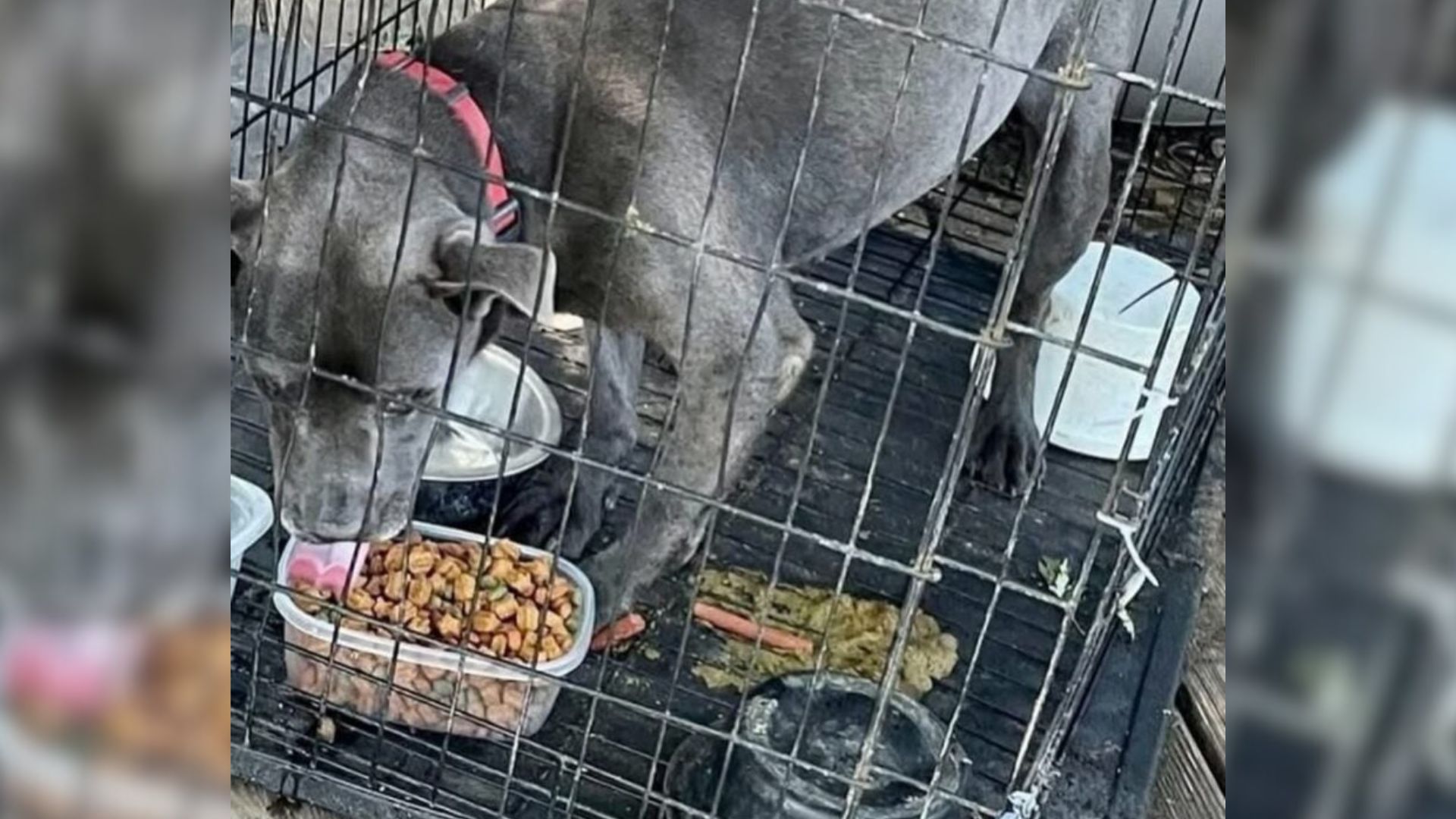 dog in cage